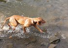 30.10.2011 Vizsla Treffen